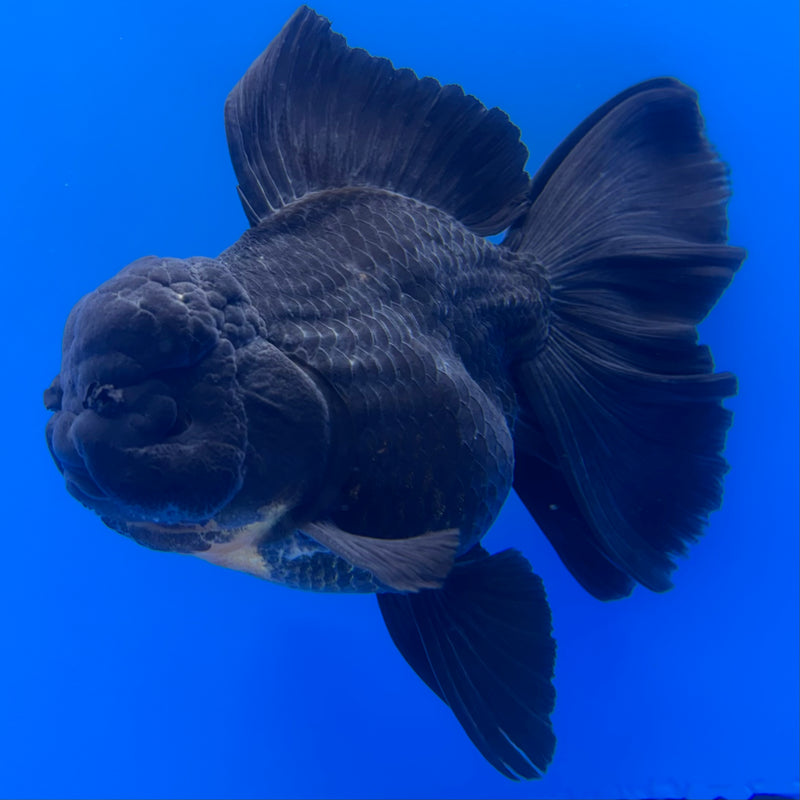 Thai Oranda Full Black 3.5” Body Male(CK-1455)SHOWTANK2