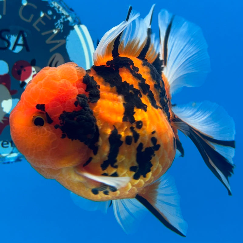 Thai Oranda Tiger Calico 3” Body Female(BIN-CK-1061)SHOWTANK2