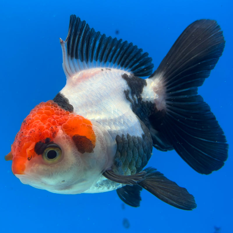 Thai Oranda Tri-Color 3.5” Body Female(CK-931)R1BLUETUB4