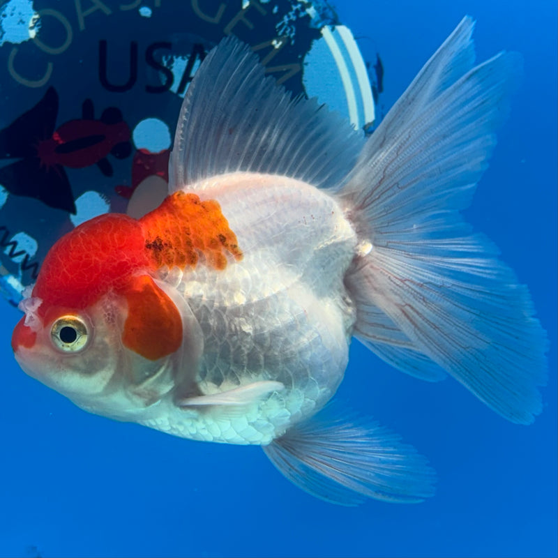 Thai Oranda Red/White 3” Body Female(CK-956)R3B13