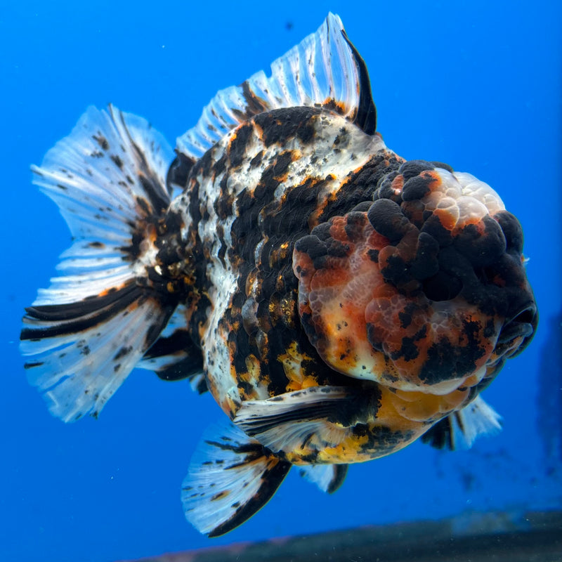 Thai Oranda Tri-Color Calico Tiger 4” Body Male(NKT-CK-1027)SHOWTANK2