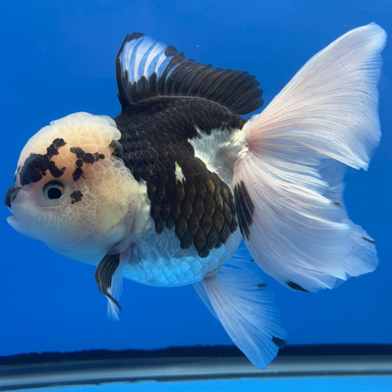 Thai Oranda AA JUMBO Panda 4” Body Female(AA-CK-1352)R1BLUETUB3