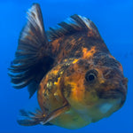 Thai Oranda Calico Yuanbao by SHOGUN 2.5” Body Male(CK-1589)R3B09