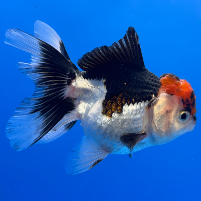 Thai Oranda Tri-Color 2.5” Body Female(CK-1239)R3B12