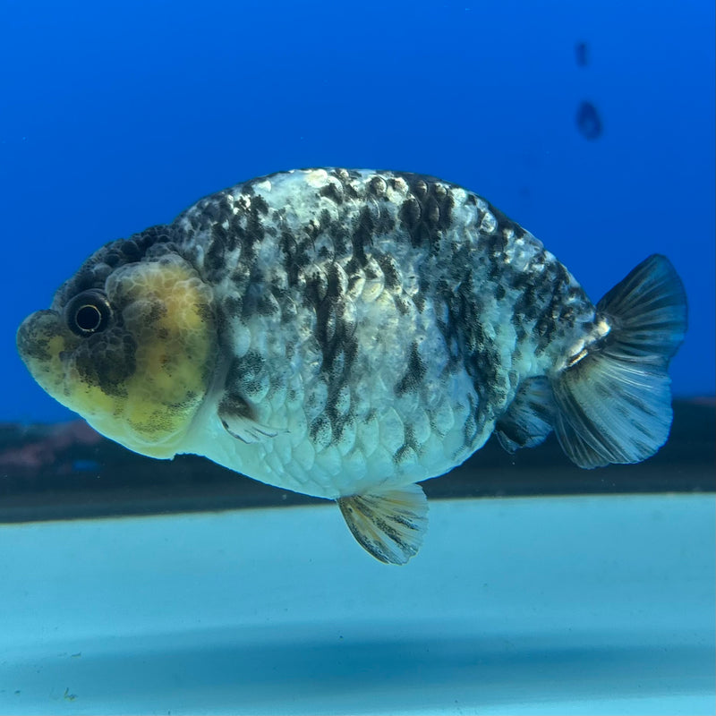 Thai Ranchu Lemon Head Granite Calico 3” Body Female(CK-1391)R1A09