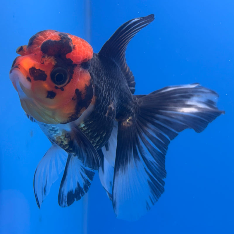 Thai Oranda Apache 3” Body Female(CK-705)R1A05