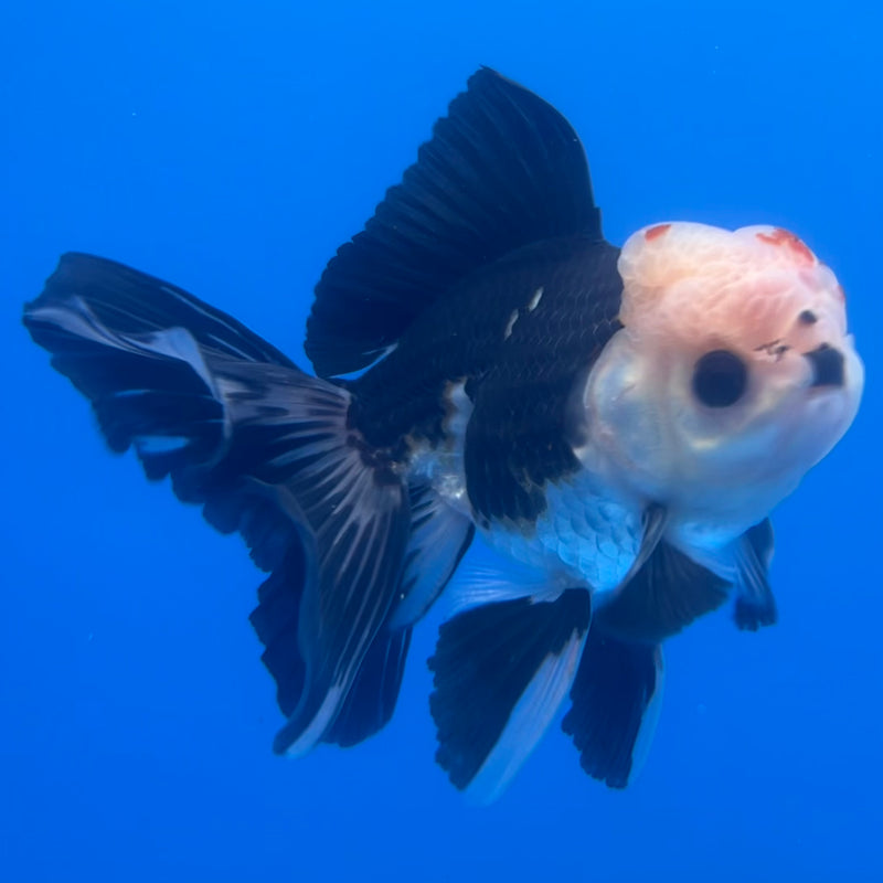 Thai Oranda Tri-Color/Panda 3” Body Male(CK-1220)R1A09