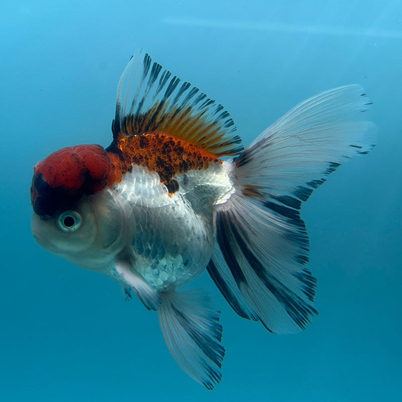 Live Premium Fancy Goldfish Thai Oranda Red & White Body Male 3.5” Body (JC-006) R1A06