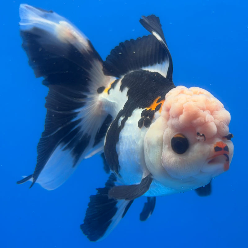 Thai Oranda Panda 3” Body Female(CK-1381)R1B11