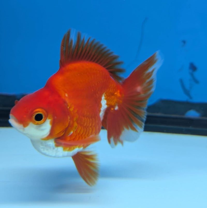 (KP-241) Red & White Thai Ryukin 2.5'' Male Show Quality R3B15