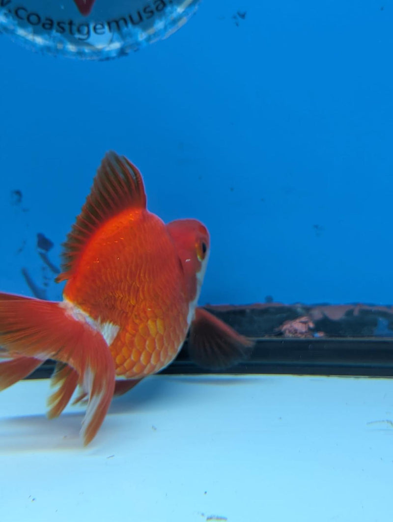 (KP-239) Red & White Thai Ryukin 2.5'' Male Show Quality R3B15