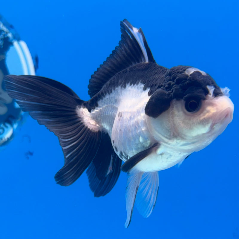 Thai Oranda Panda 2.5” Body Female(CK-1290)R3B02