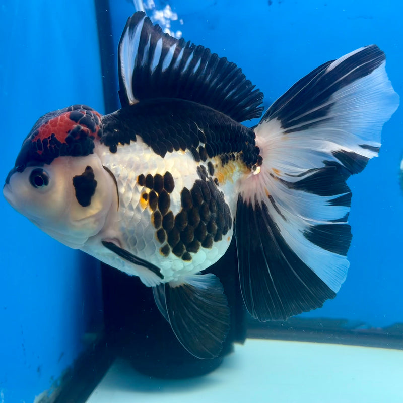 Thai Oranda AA Quality Tri-Color Orchid Tail 5” Body Male(CK-1103)SHOWTANK2
