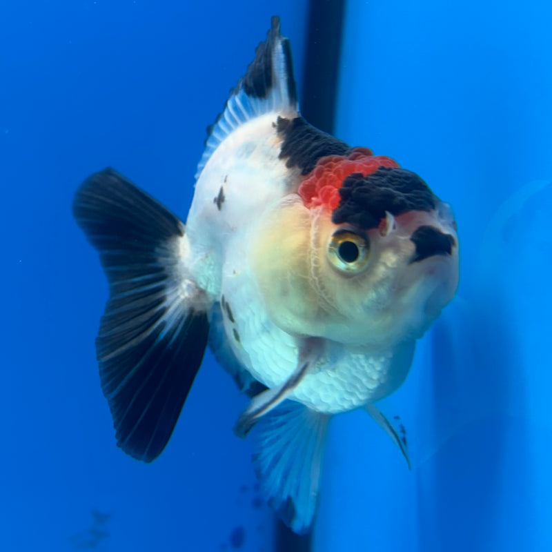 Thai Oranda NOK Tri-Color 2.5” Body Male(NOK-CK-1186)R3B15