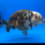 Chinese Ranchu Calico 4” Body Male(CK-1463)BLUETUBC