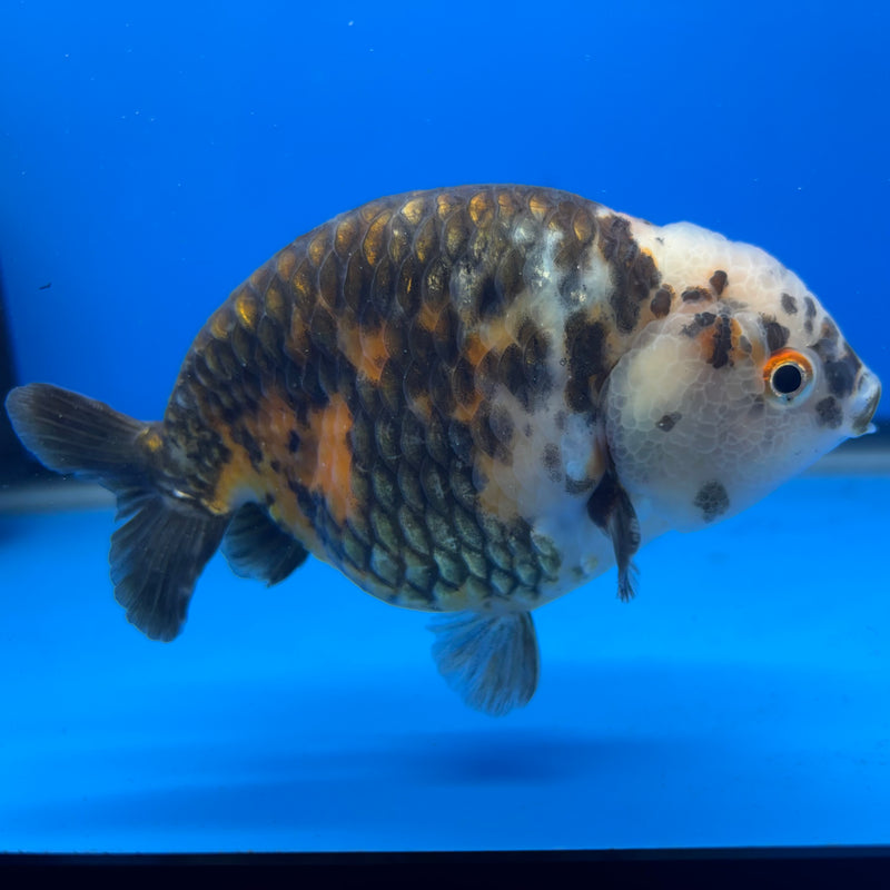 Chinese Ranchu Calico 4” Body Male(CK-1463)R2A07