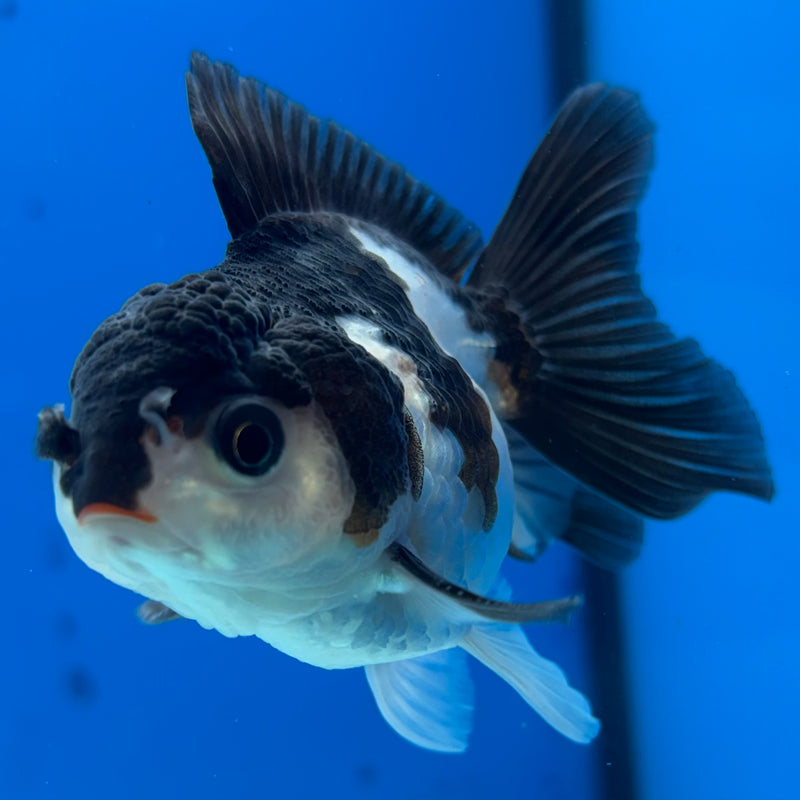 Thai Oranda NOK Panda 2.5” Body Male(NOK-CK-1185)R3B15