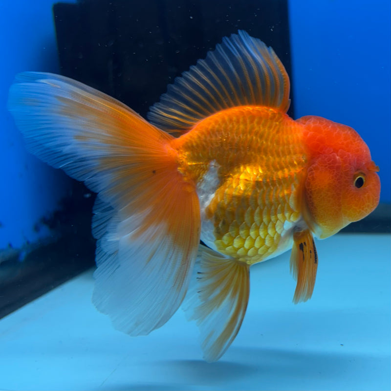 Thai Oranda Tri-Color 2.5” Body Male(CK-990)R3B07