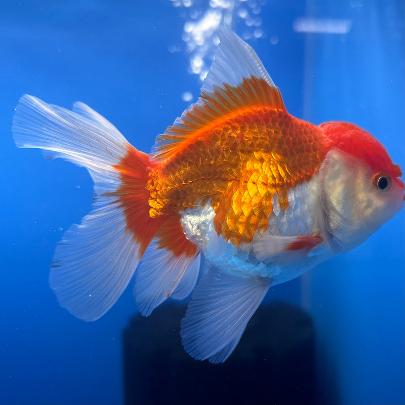 Thai Oranda Red/White 2.5” Body Male(CK-1262)R3B11