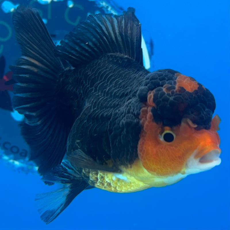Thai Oranda Apache 3” Body Female(CK-960)R3B12