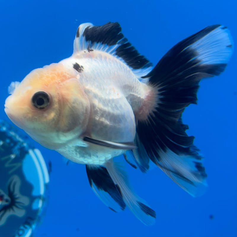 Thai Oranda NOK Panda 2.5” Body Male(NOK-CK-1179)R3B16