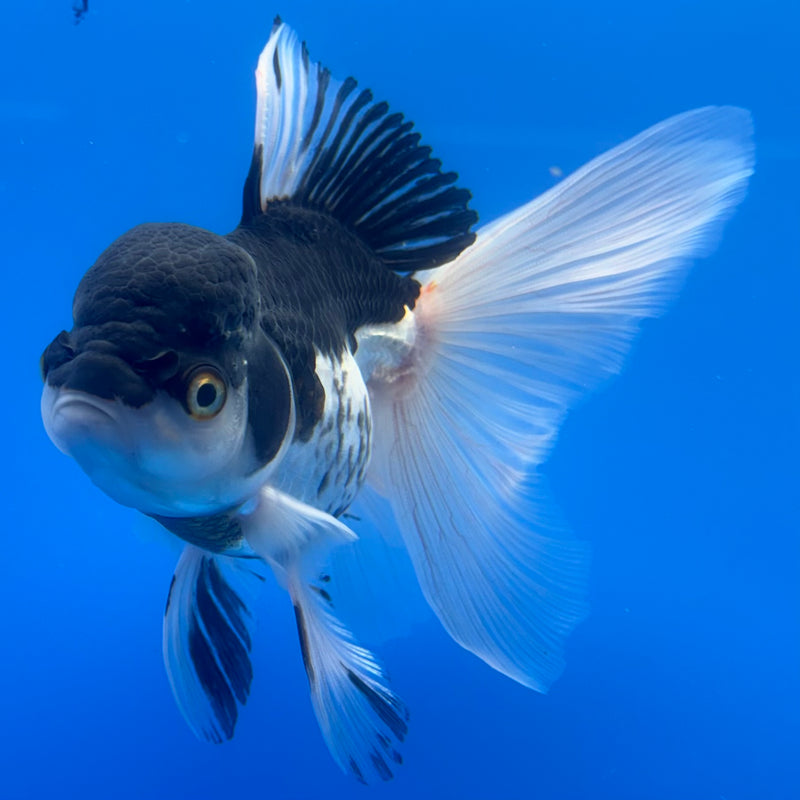 Thai Oranda Panda 3.5” Body Female(CK-727)R1A02