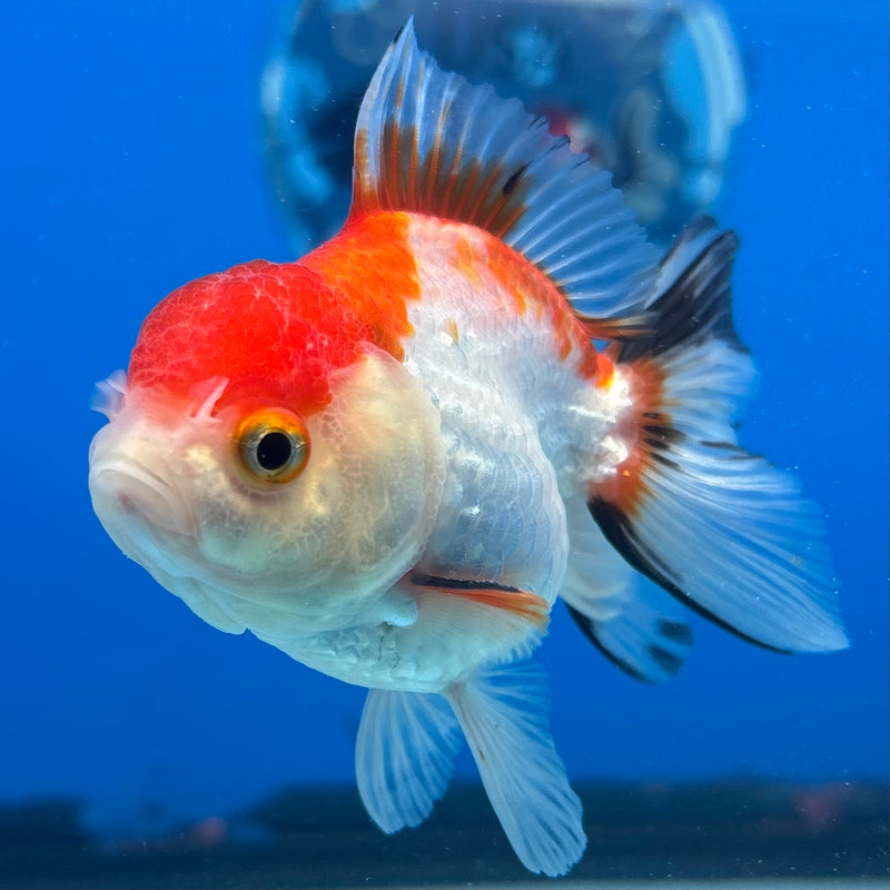 Thai Oranda Tri-Color 2.5" Male (CK-1522)R3B16