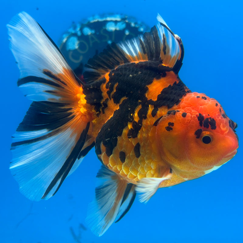 Thai Oranda Tiger Calico 3” Body Female(BIN-CK-1055)SHOWTANK2