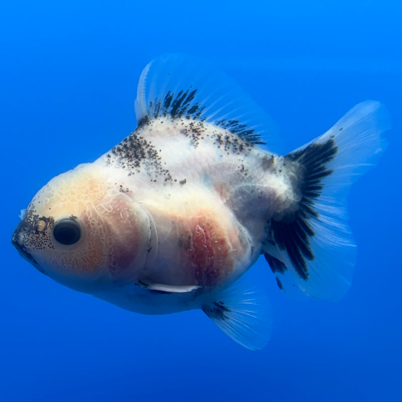Thai Oranda Panda SHOGUN Calico 2.5” Body Male(CK-717)R1A06