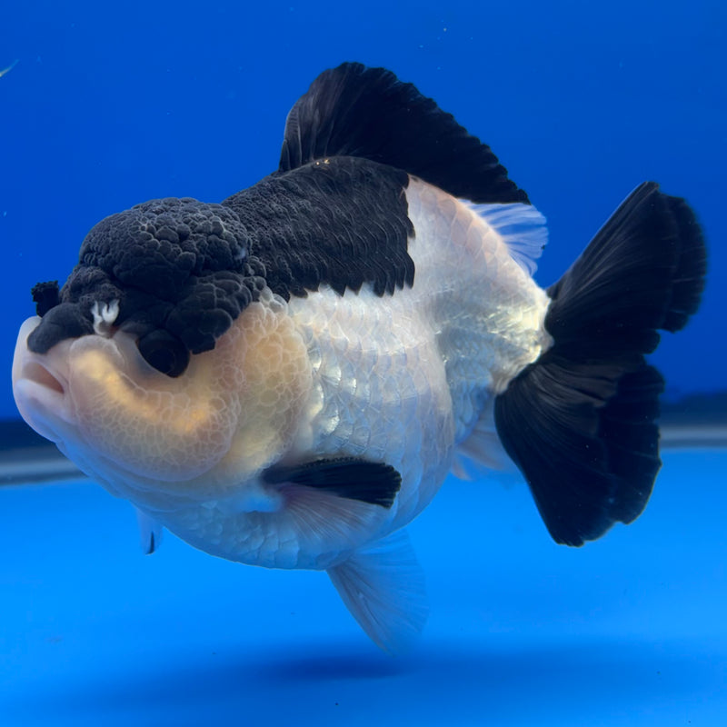 Thai Premium Oranda Yuanbao Panda 4” Body Male(CK-772)R1BlueTub4