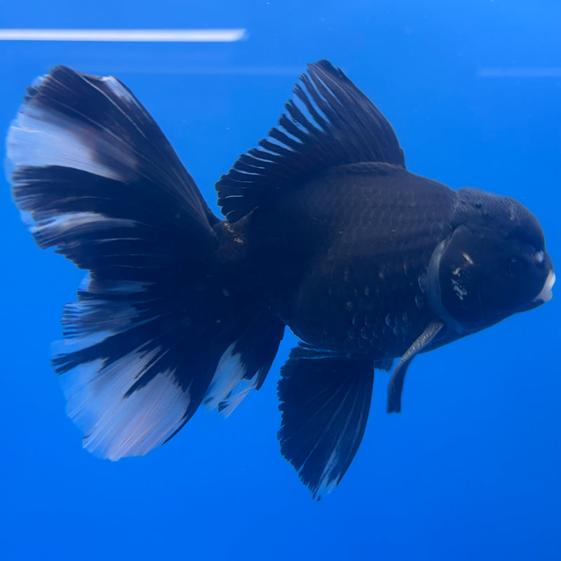 Thai Oranda JUMBO Panda 4.5” Body Male(QGF-CK-1333)BLUETUB1