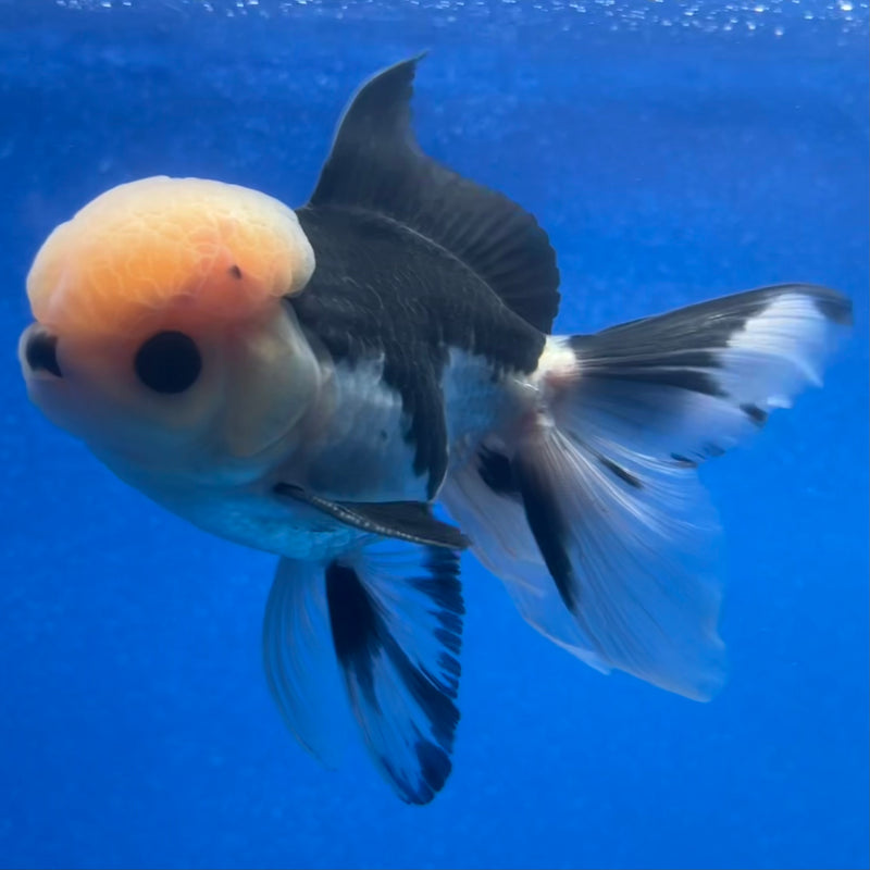 Thai Oranda Panda 3” Body Male(CK-1215)R1A09