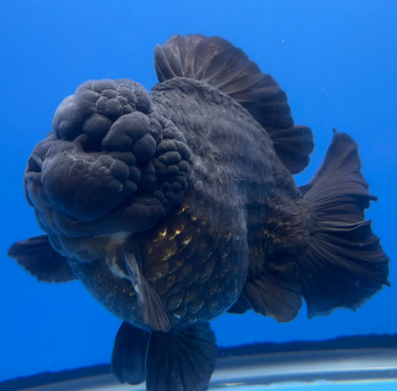 Thai Oranda JUMBO Full Black 4.5” Body Male(CRP-CK-649)R1BLUETUB2