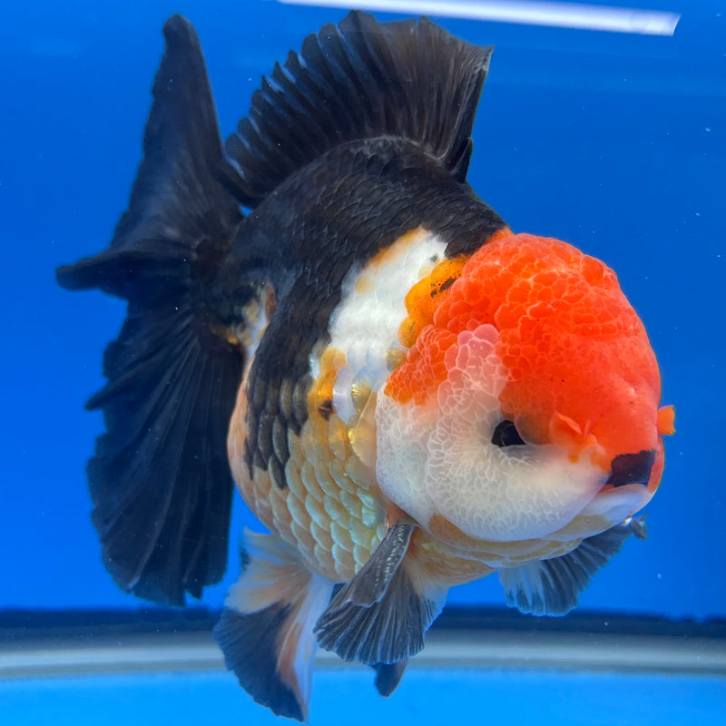 Thai Oranda NOK AA Medium Breed Peacock Tail Apache 4” Body Male(CK-803)R1A08