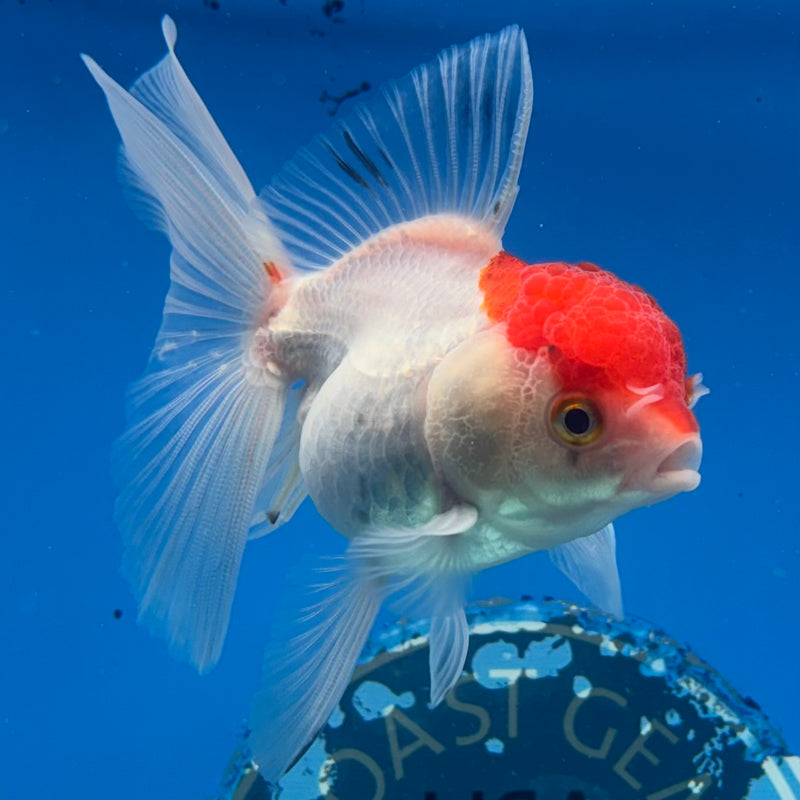 Thai Oranda White Body Red Cap 2.5” Body Female(CK-1021)R3B12