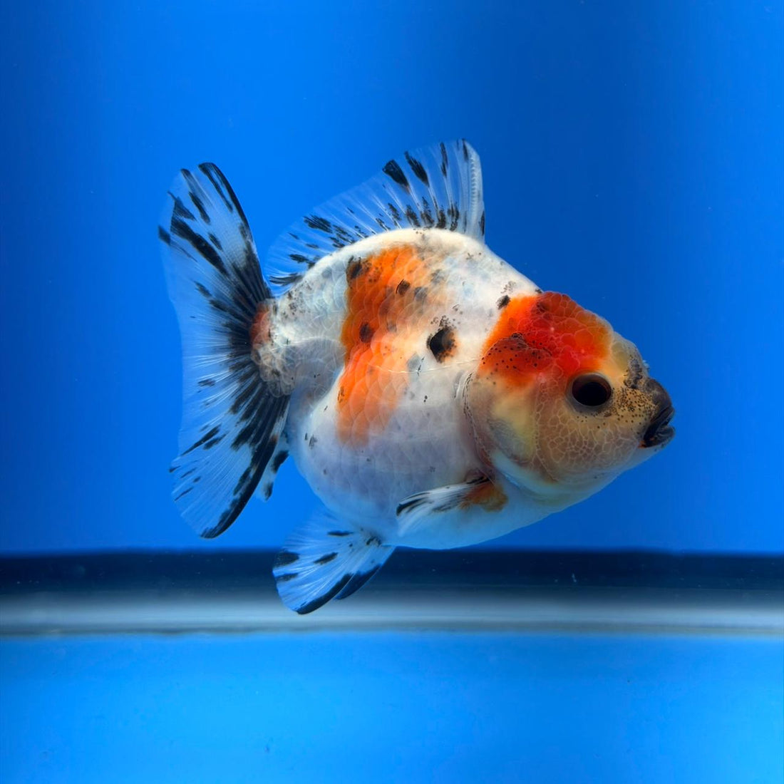 (KP-256) SHOGUN 2.5'' Calico Oranda (TUB15)
