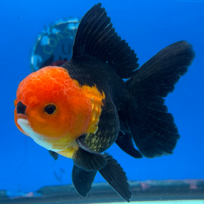 Thai Oranda Apache 3.5" Male(CK-1544)R2B06