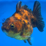 Thai Oranda Calico Yuanbao by SHOGUN 2.5” Body Male(CK-1589)R3B09