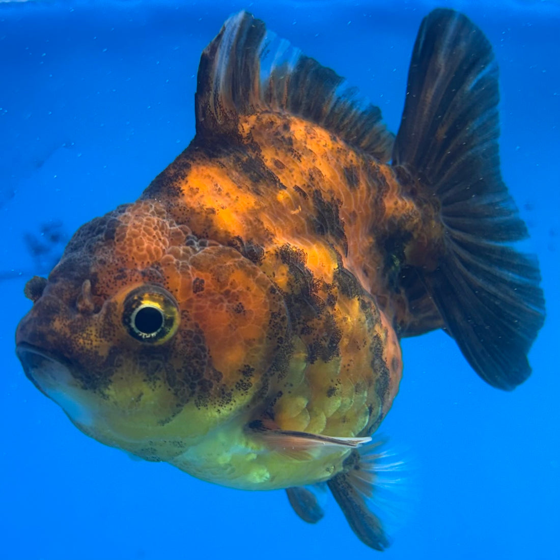 Thai Oranda Calico Yuanbao by SHOGUN 2.5” Body Male(CK-1589)R3B09