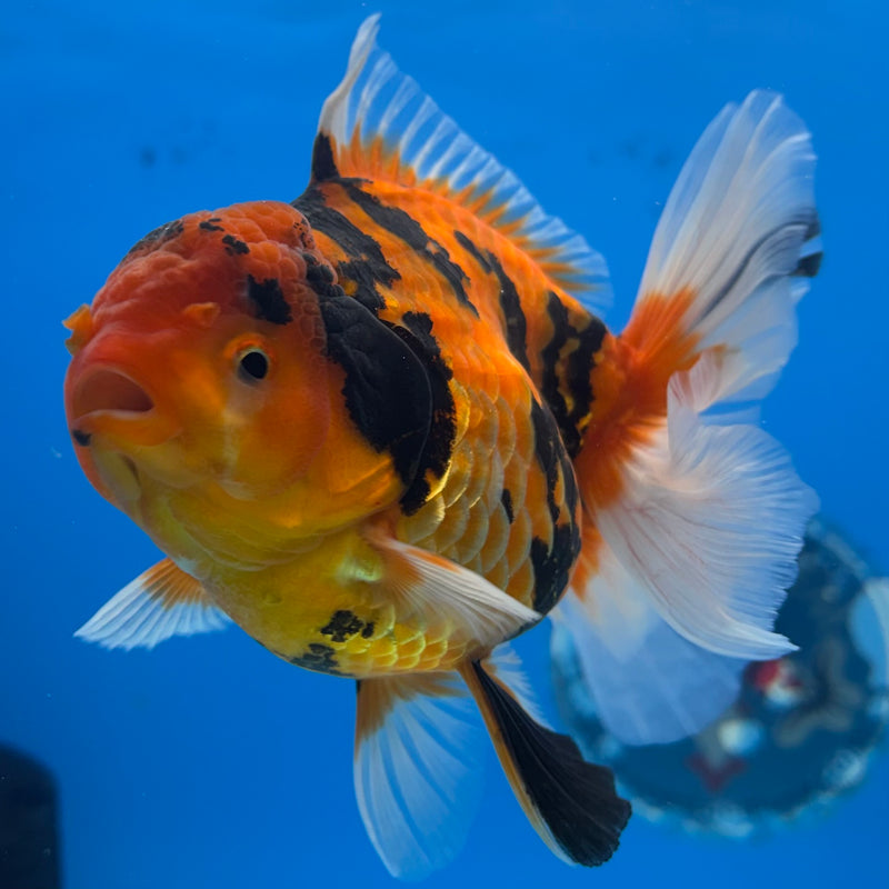 Thai Oranda Tiger Calico 3.5” Body Female(BIN-CK-1056)SHOWTANK2