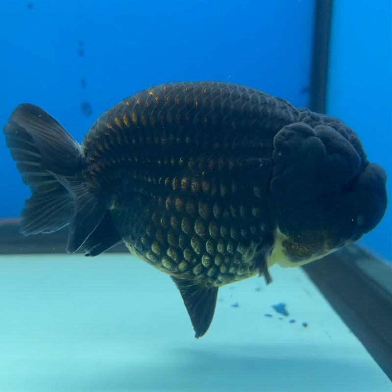 Thai Ranchu SPECIAL COLOR Apache 3.5” Body Male(CK-1113)R1A04