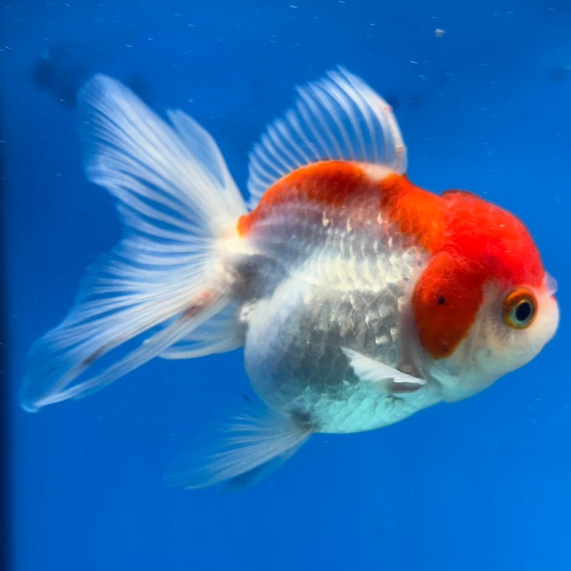 Thai Oranda Red/White 2.5" Female(CK-1529)R3B13