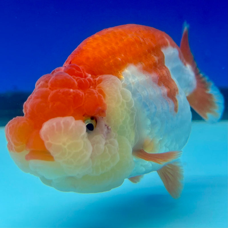 Thai Ranchu Red/White 3.5” Body Female(CK-1127)R1B05