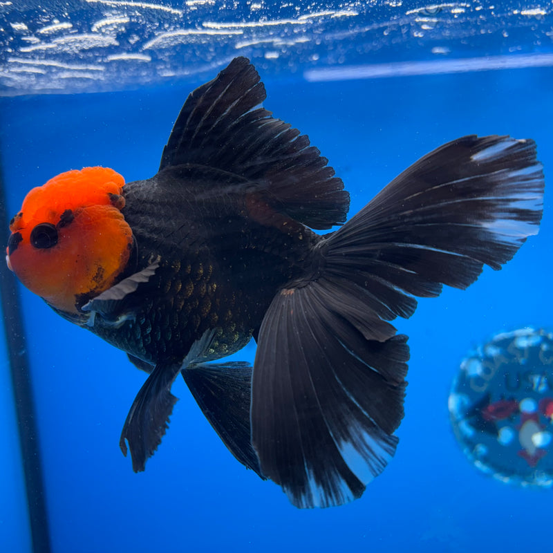 Thai Oranda Black Body Red Cap 3.5" Male(CK-1541)R2B13