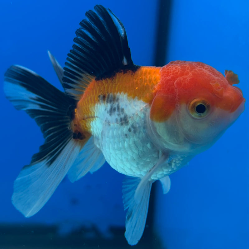 Thai Oranda Apache 2.5” Body Female(CK-1286)R3B02
