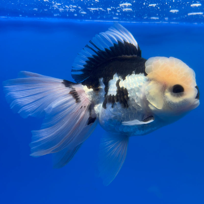 Thai Oranda Panda 3” Body Male(CK-1375)R1B11