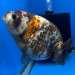 Chinese Ranchu Calico 4” Body Female(CK-1461)BLUETUBC