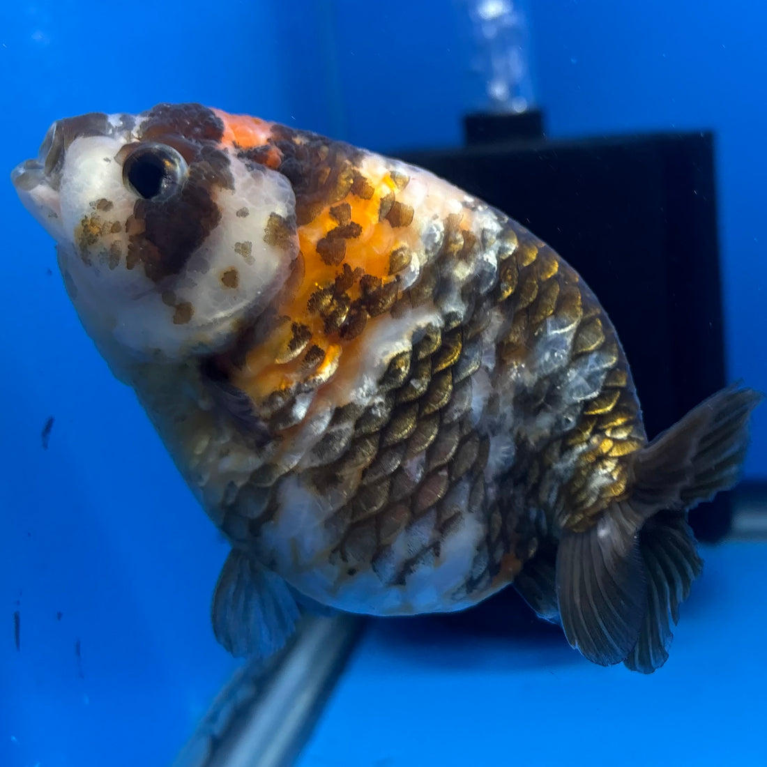 Chinese Ranchu Calico 4” Body Female(CK-1461)BLUETUBC