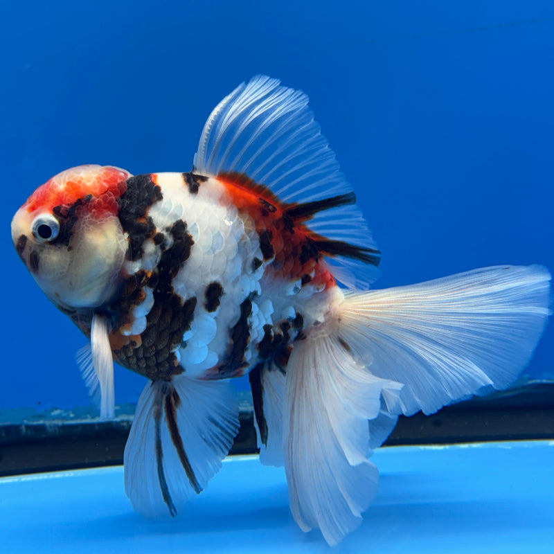 Thai Oranda Tri-Color Tiger Calico 3” Body Male(CK-616)R1B02