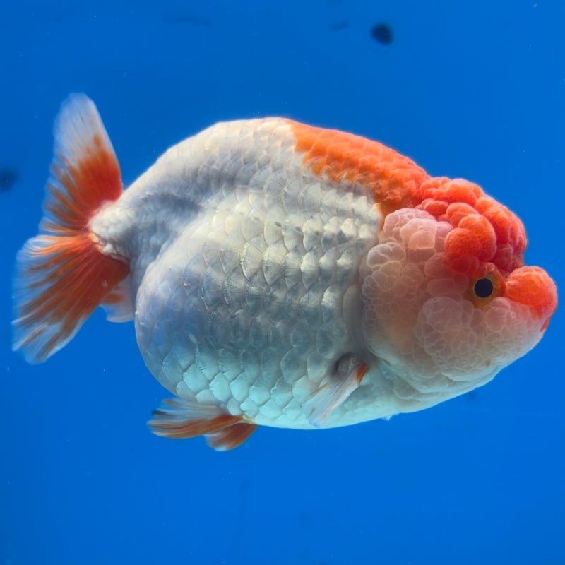 Thai Ranchu JUMBO Red/White 4.5” Body Female(CK-1317)SHOWTANK2